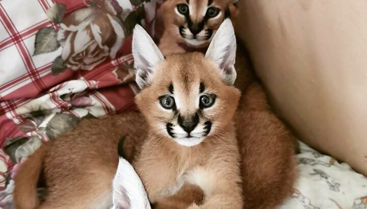 القطط serval و caracal المتاحة